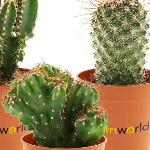 Kaktus MIX