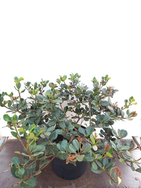 Rhaphiolepis umbellata