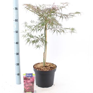 Acer palmatum 'Гарнет'