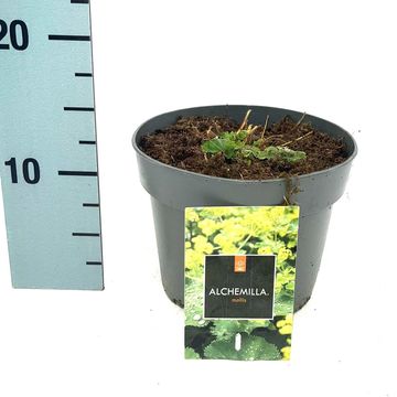 Alchemilla mollis