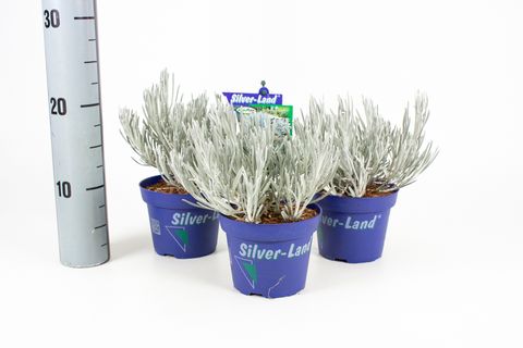 Helichrysum italicum