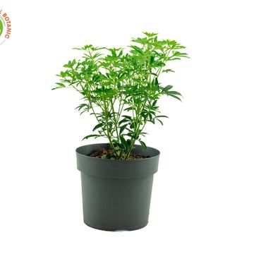 Choisya GREENFINGERS