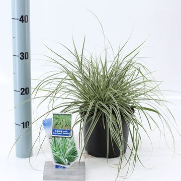 Carex oshimensis EVERCOLOR EVEREST