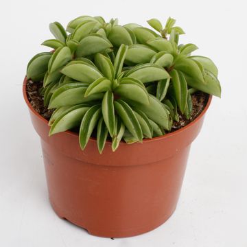 Peperomia 'Happy Bean'