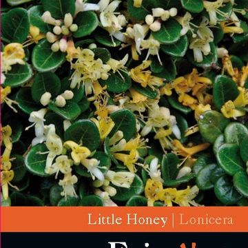 Lonicera crassifolia 'Little Honey'
