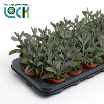 Senecio crassissimus