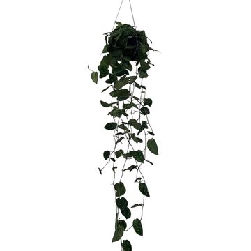 Scindapsus pictus 'Argyraeus'