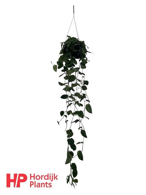 Scindapsus pictus 'Argyraeus'