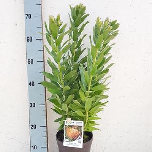 Leucospermum cordifolium 'Ayoba Sun'