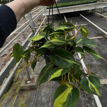 Filodendron scandens 'Brasil'