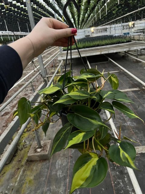 Филодендрон scandens 'Brasil'
