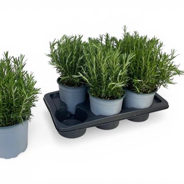 Rosmarinus officinalis