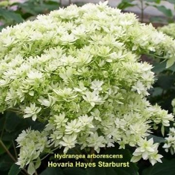 Hydrangea arborescens 'Hayes Starburst'