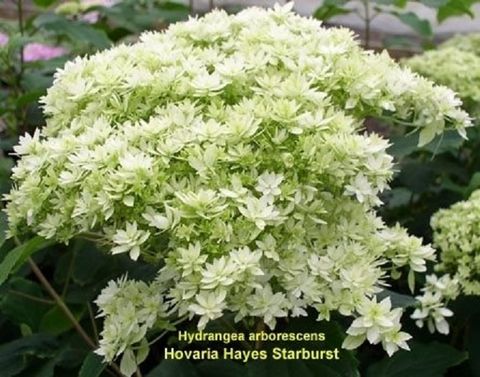 Hydrangea arborescens 'Hayes Starburst'