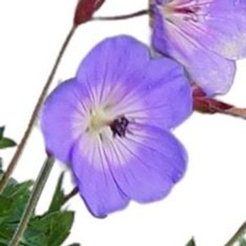 Geranium ROZANNE