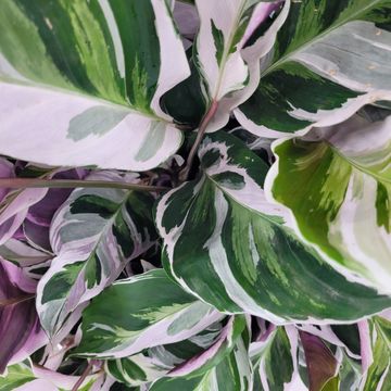 Calathea 'White Fusion'