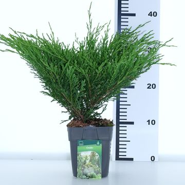 Juniperus horizontalis 'Andorra Compact'