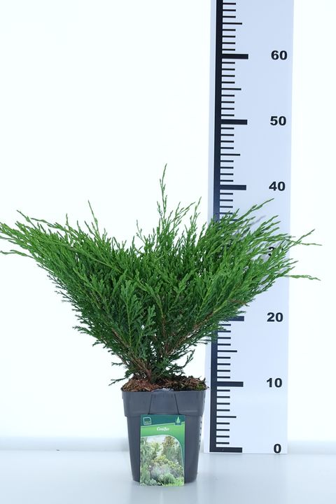 Juniperus horizontalis 'Andorra Compact'