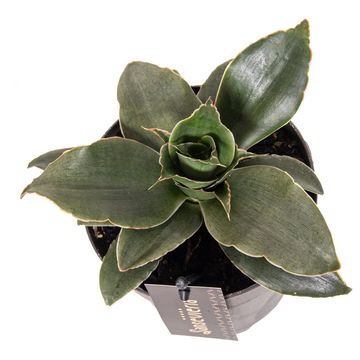 Sansevieria 'Star Rose'