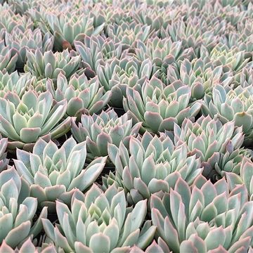 Echeveria 'Spark'