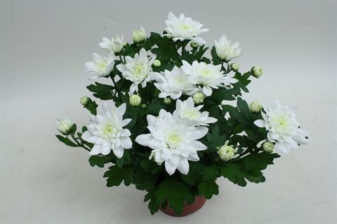 Chrysanthemum 'Chrystal White'