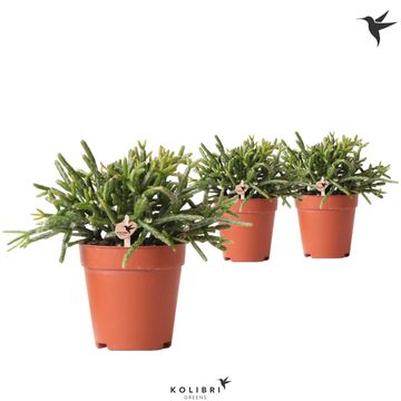 Rhipsalis burchellii