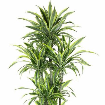 Dracaena fragrans 'Lemon Lime'