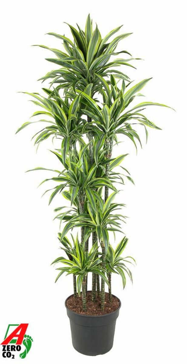 Dracaena fragrans Lemon Lime - Striped Dracaena [6]