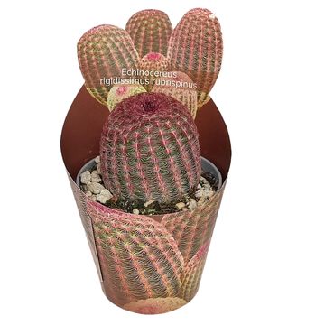 Echinocereus rigidissimus rubispinus