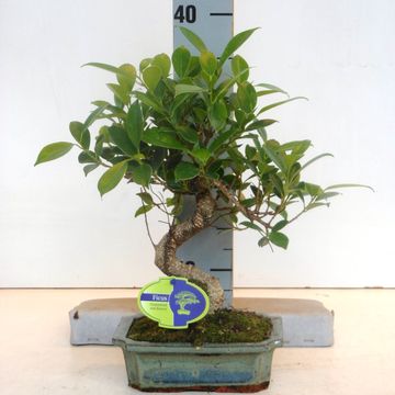 Ficus microcarpa