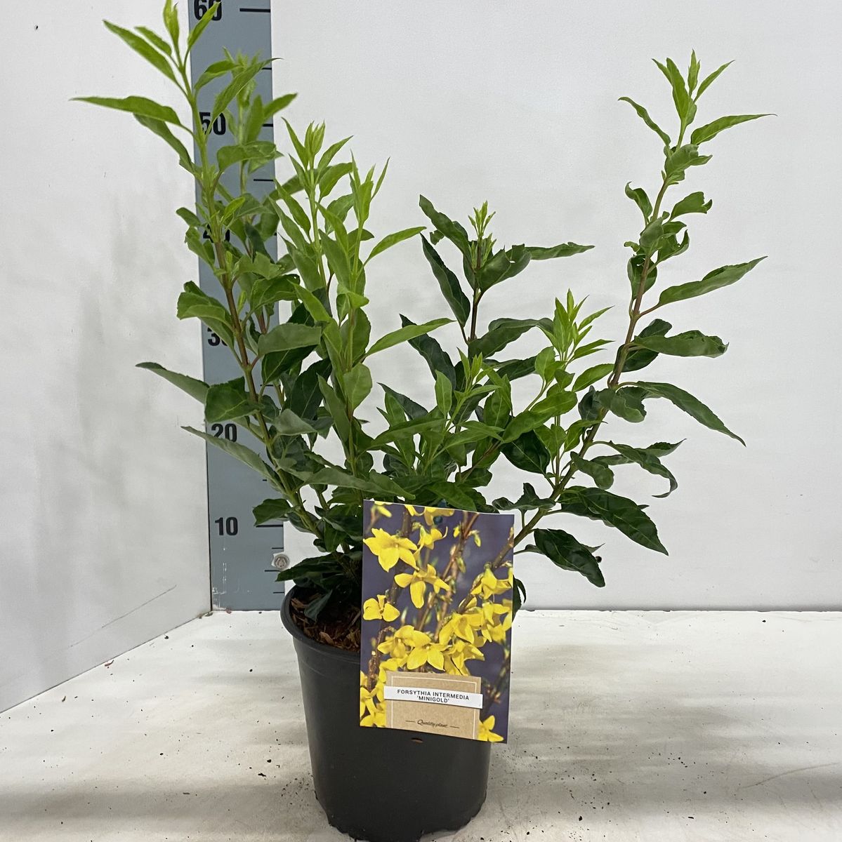 Forsythia x intermedia MINIGOLD — Plant Wholesale FlorAccess