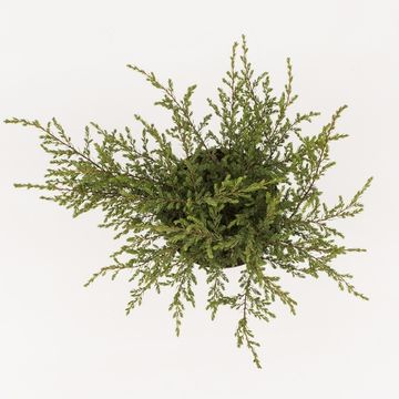 Juniperus communis 'Repanda'