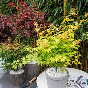 Acer palmatum 'Оранж Дрим'