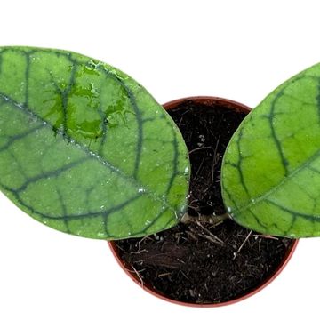 Hoya callistophylla 'KAL 16'