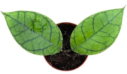 Hoya callistophylla 'KAL 16'