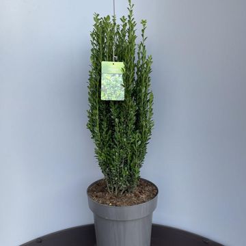 Ilex crenata 'Fastigiata'