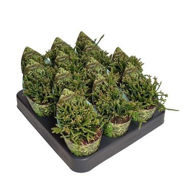 Rhipsalis capilliformes