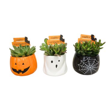 Succulente MIX IN POT