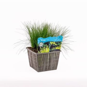 Isolepis cernua