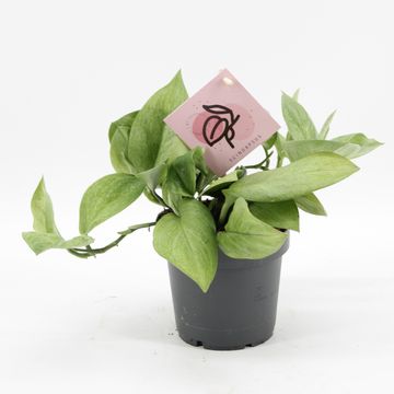 Scindapsus pictus MINT