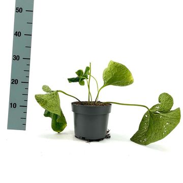 Brunnera macrophylla