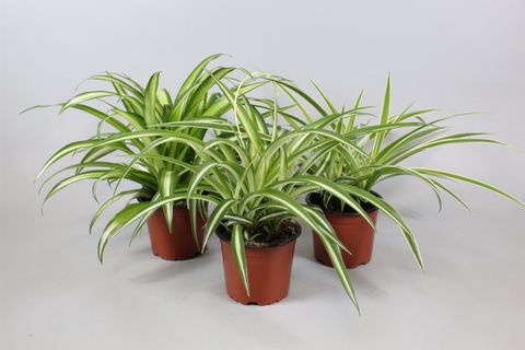 Chlorophytum MIX