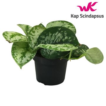 Scindapsus pictus 'Trebie'