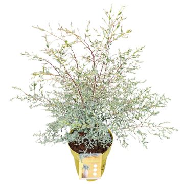 Eucalyptus gunnii FRANCE BLEU