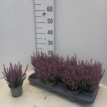 Calluna vulgaris BEAUTY LADIES LUKA