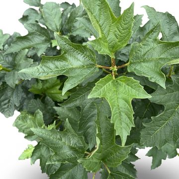 Viburnum opulus 'Compactum'