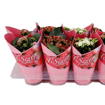 Kalanchoe blossfeldiana MIX