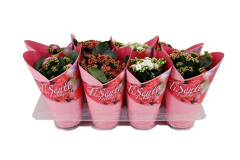 Kalanchoe blossfeldiana MIX
