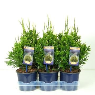 Thuja plicata 'Can-Can'
