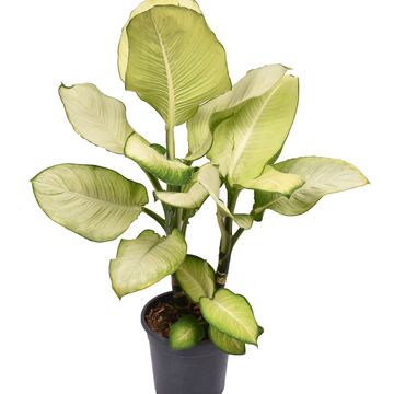 Dieffenbachia 'Tropic Marianne'